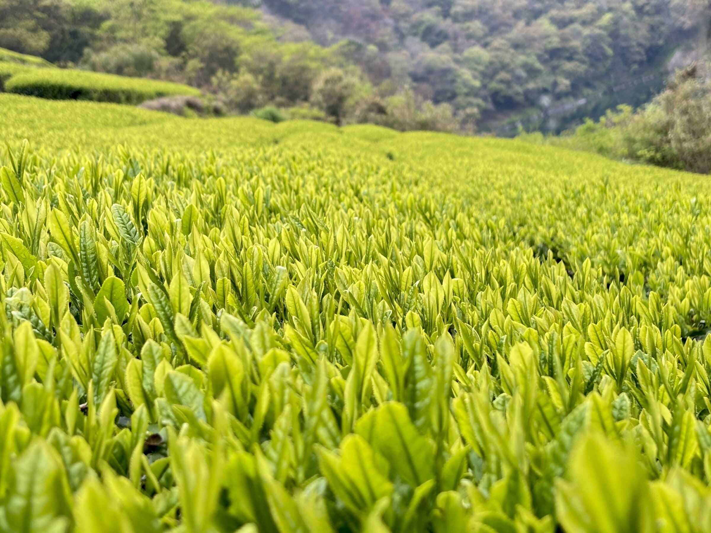 煎茶
